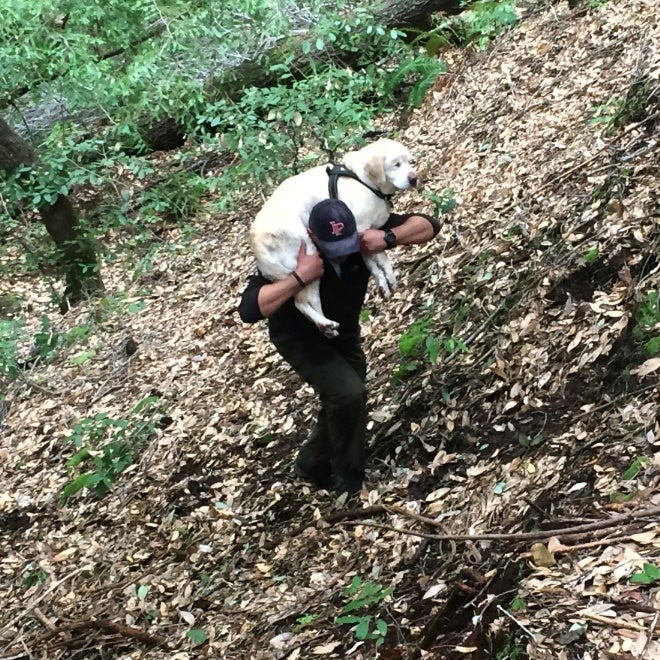 Un bombero fuera de servicio rescata a Sage, un perro ciego que llevaba desaparecido más de una semana Un bombero fuera de servicio rescata a Sage, un perro ciego que llevaba desaparecido más de una semana