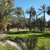Huerto de palmeras de Elche. Huerto de palmeras de Elche.