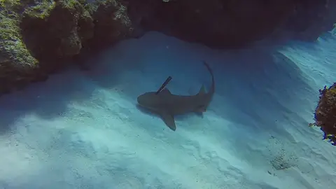Tiburón con un cuchillo clavado Tiburón con un cuchillo clavado