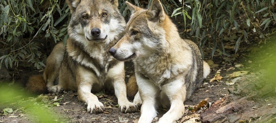 Un centenar de ONG ecologistas se manifiestan en Madrid para pedir la protección del lobo ibérico