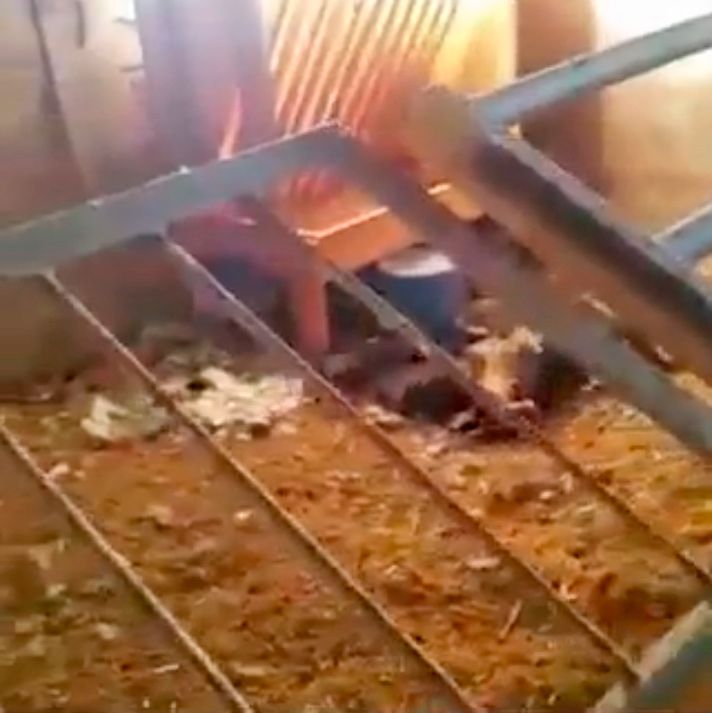 Desmantelan una granja ilegal en Arrecife Desmantelan una granja ilegal en Arrecife