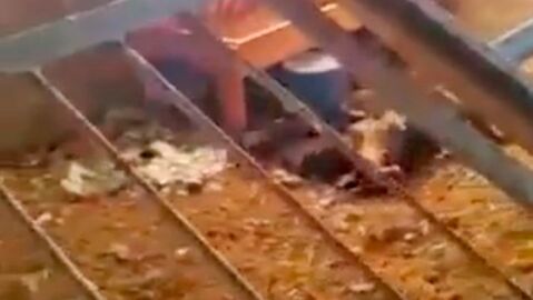 Imagen del estado de la granja que encontraron los Agentes Rurales