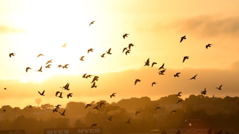 Una bandada de p&aacute;jaros sobrevuela el cielo de Melbourne, Australia