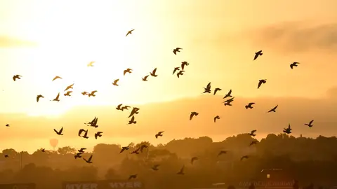 Sobrevolando el cielo de Melbourne (10-03-20179 Una bandada de pájaros sobrevuela el cielo de Melbourne, Australia