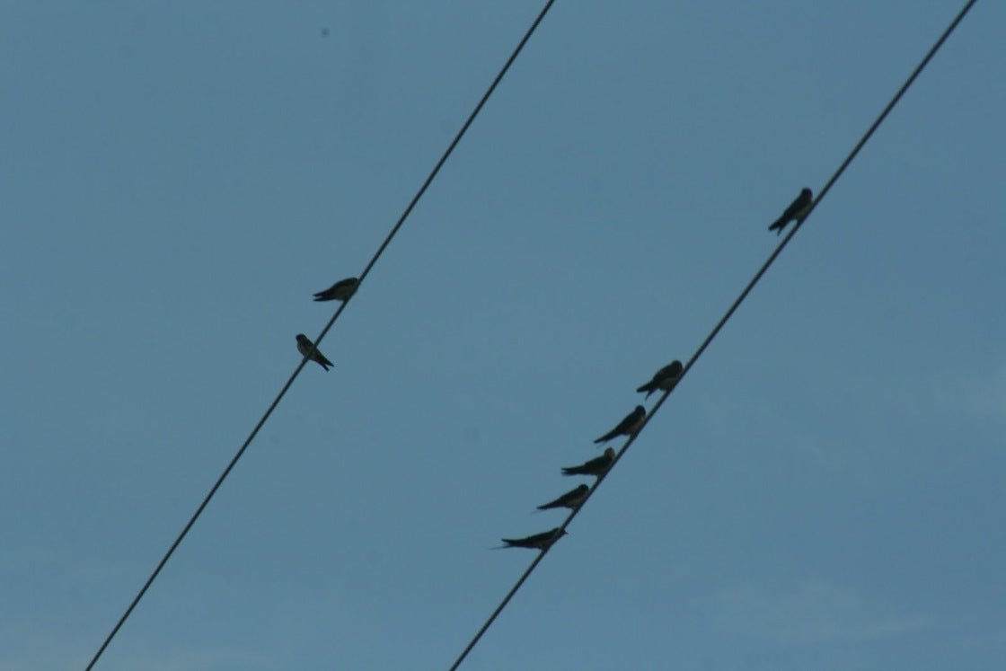 Nuevo sistema para evitar muertes de aves en el tendido eléctrico Nuevo sistema para evitar muertes de aves en el tendido eléctrico