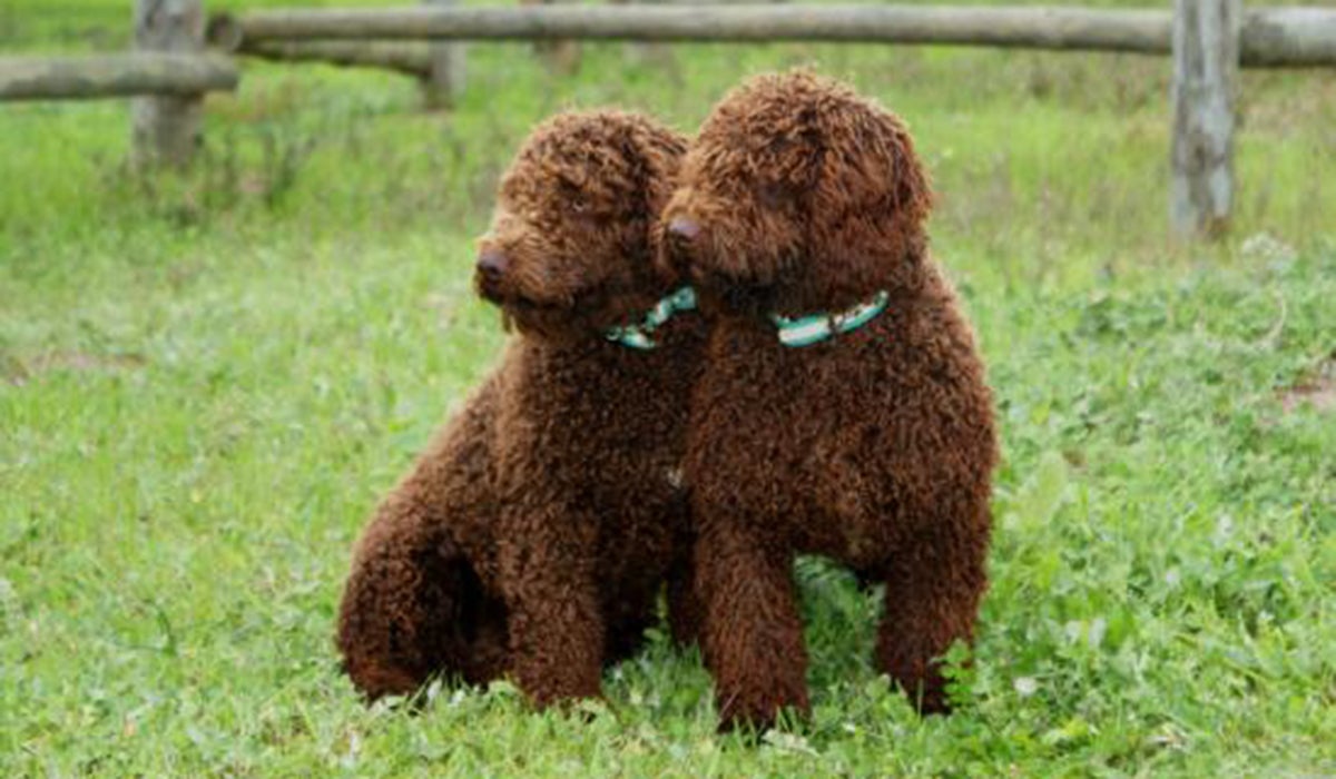El PP vuelve a pedir en el Senado una excepción a la prohibición de cortar la cola a los perros para determinadas razas El PP vuelve a pedir en el Senado una excepción a la prohibición de cortar la cola a los perros para determinadas razas