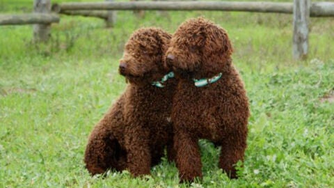 Dos perros de agua