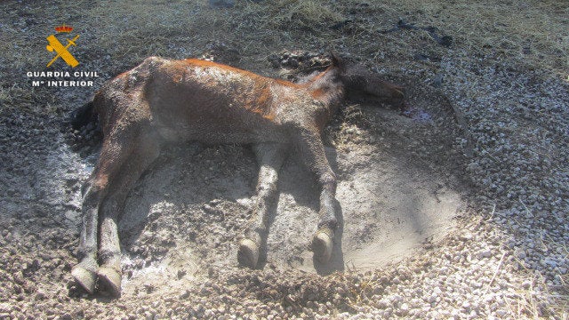 Dos detenidos por maltrato animal después de encontrar a una yegua muerta y tres caballos y un burro desnutridos en Navarra Dos detenidos por maltrato animal después de encontrar a una yegua muerta y tres caballos y un burro desnutridos en Navarra