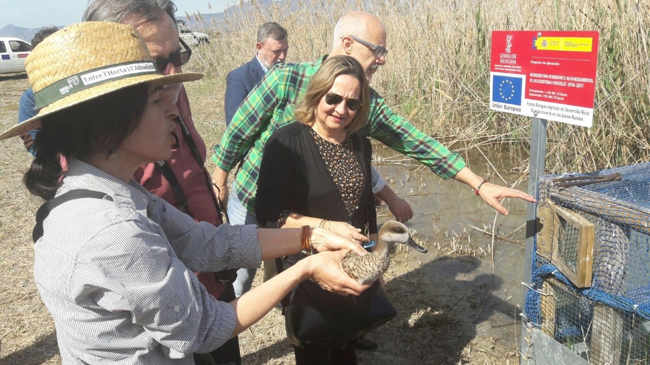 El Hondo incrementa sus inquilinos con una docena de ejemplares de Cerceta Pardilla El Hondo incrementa sus inquilinos con una docena de ejemplares de Cerceta Pardilla