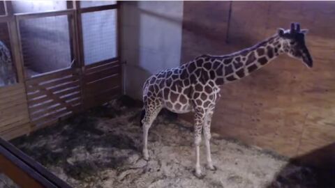 La jirafa April se convierte en el animal m&aacute;s c&eacute;lebre del mundo