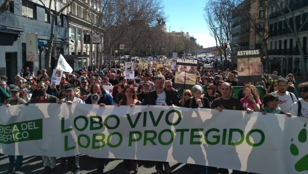 Manifestación en Madrid por la protección del Lobo Ibérico