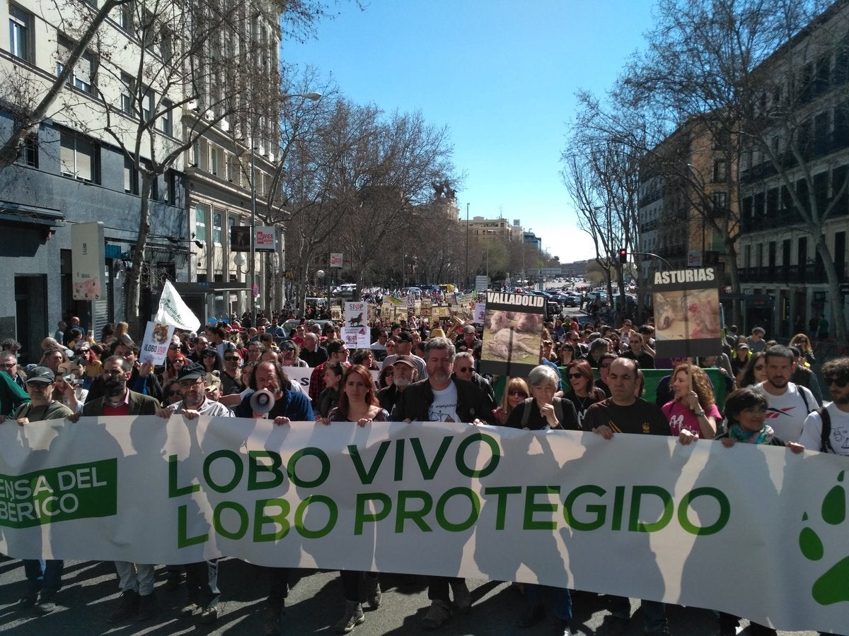 Miles de personas se manifiestan en Madrid por la protección del lobo ibérico Miles de personas se manifiestan en Madrid por la protección del lobo ibérico