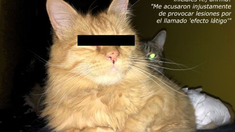 Rubi, el gato amputado por Carlos Rodr&iacute;guez