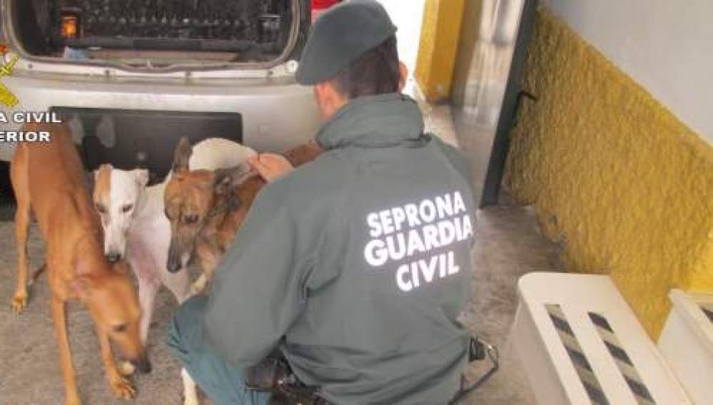 Seis meses de cárcel para el propietario de diez perros a los que cortó el rabo y las orejas sin sedarlos Seis meses de cárcel para el propietario de diez perros a los que cortó el rabo y las orejas sin sedarlos