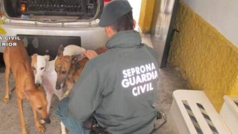 Seis meses de c&aacute;rcel a un hombre por cortar los rabos y las orejas de diez perros sin sedarlos