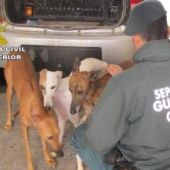 Seis meses de cárcel a un hombre por cortar los rabos y las orejas de diez perros sin sedarlos