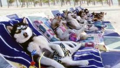 Playa perruna
