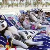 Playa perruna Playa perruna