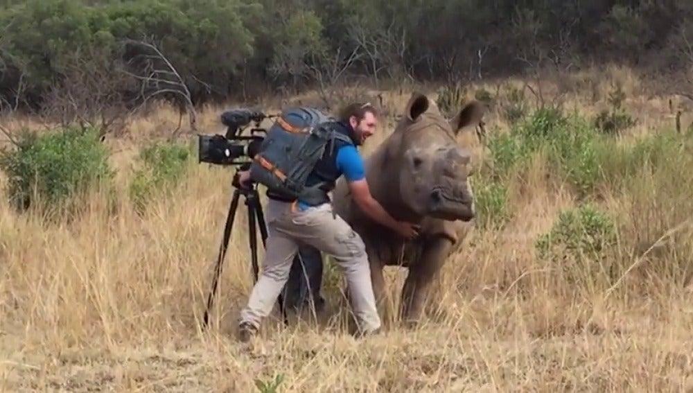 Un rinoceronte pide a un cámara que le frote la barriga