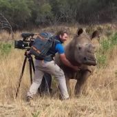 Un rinoceronte pide a un cámara que le frote la barriga