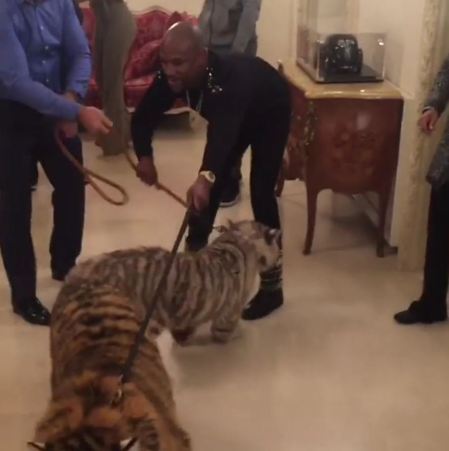 La última locura de Mayweather: ¡cuela a dos tigres en su hotel de Rusia! La última locura de Mayweather: ¡cuela a dos tigres en su hotel de Rusia!