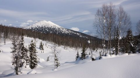 &Aacute;rtico siberiano