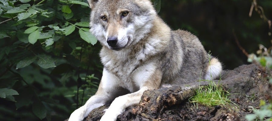 El lobo ibérico se encuentra en grave peligro en Guadalajara El lobo ibérico se encuentra en grave peligro en Guadalajara