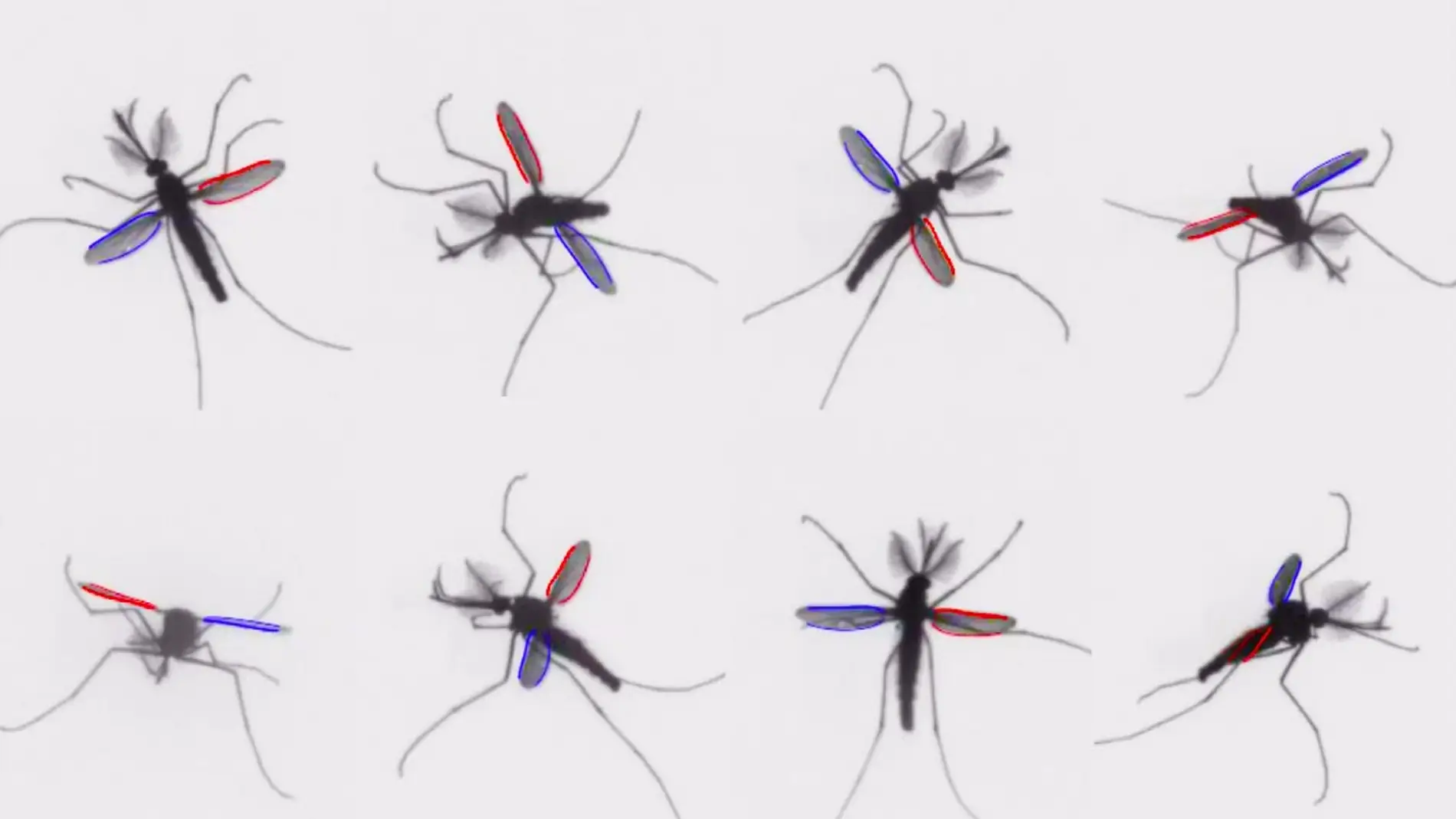 Como consiguen volar los mosquitos