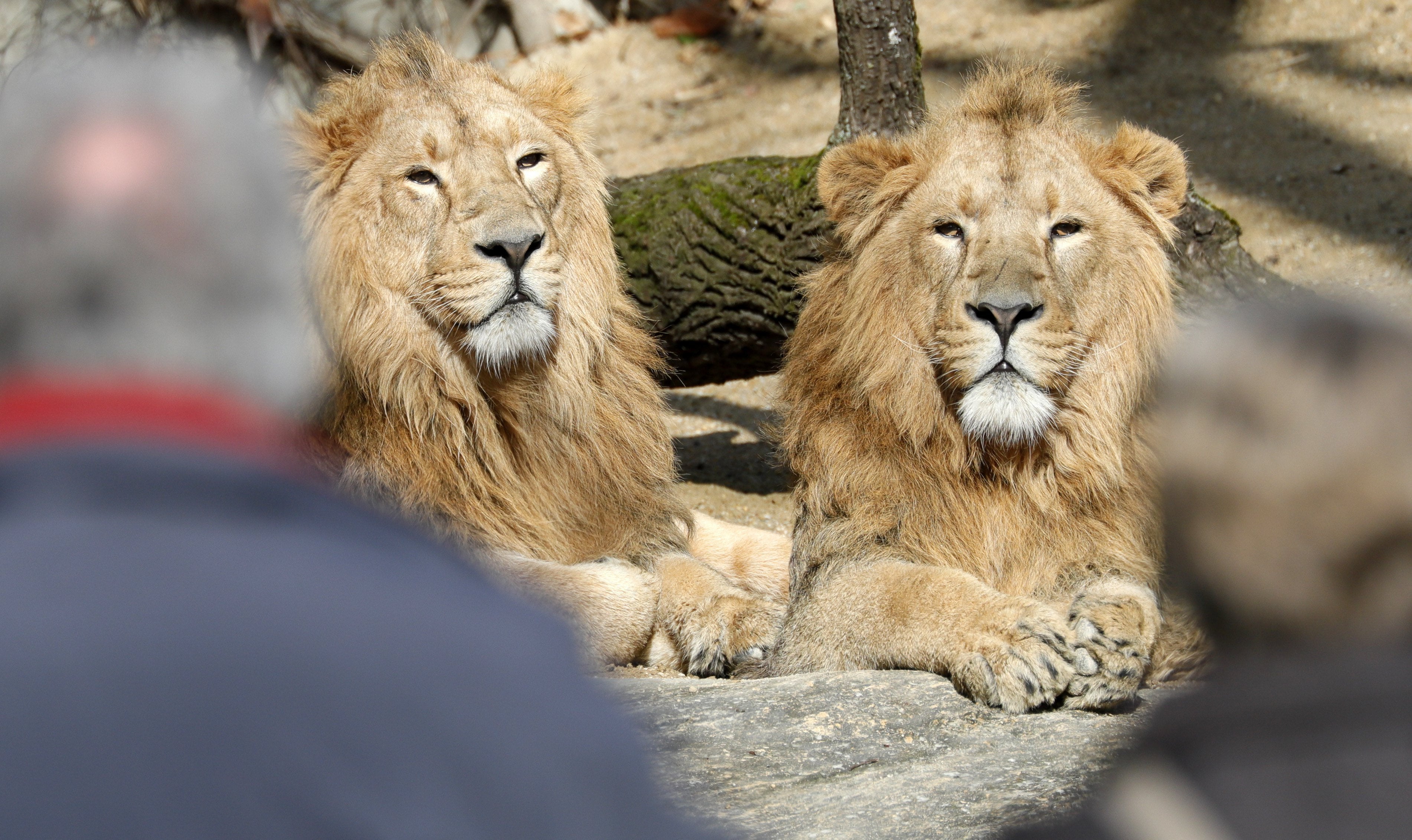 Mueren dos cazadores furtivos devorados por leones en Sudáfrica Mueren dos cazadores furtivos devorados por leones en Sudáfrica