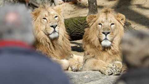 Dos leones toman el sol en el zoo Wilhelma de Stuttgart (Alemania).