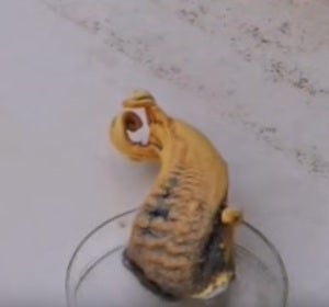 Experimento serpiente del faraón Experimento serpiente del faraón