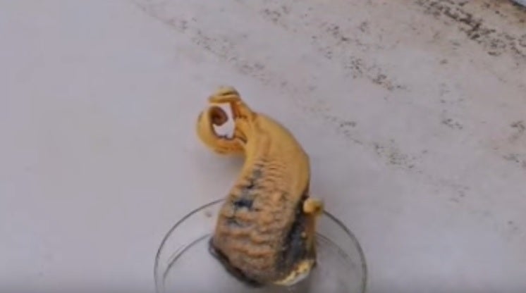 ¿En qué consiste el experimento de la serpiente del faraón? ¿En qué consiste el experimento de la serpiente del faraón?