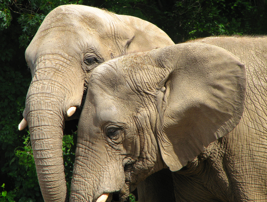Muere un cazador aplastado por un elefante al que pretendía matar Muere un cazador aplastado por un elefante al que pretendía matar