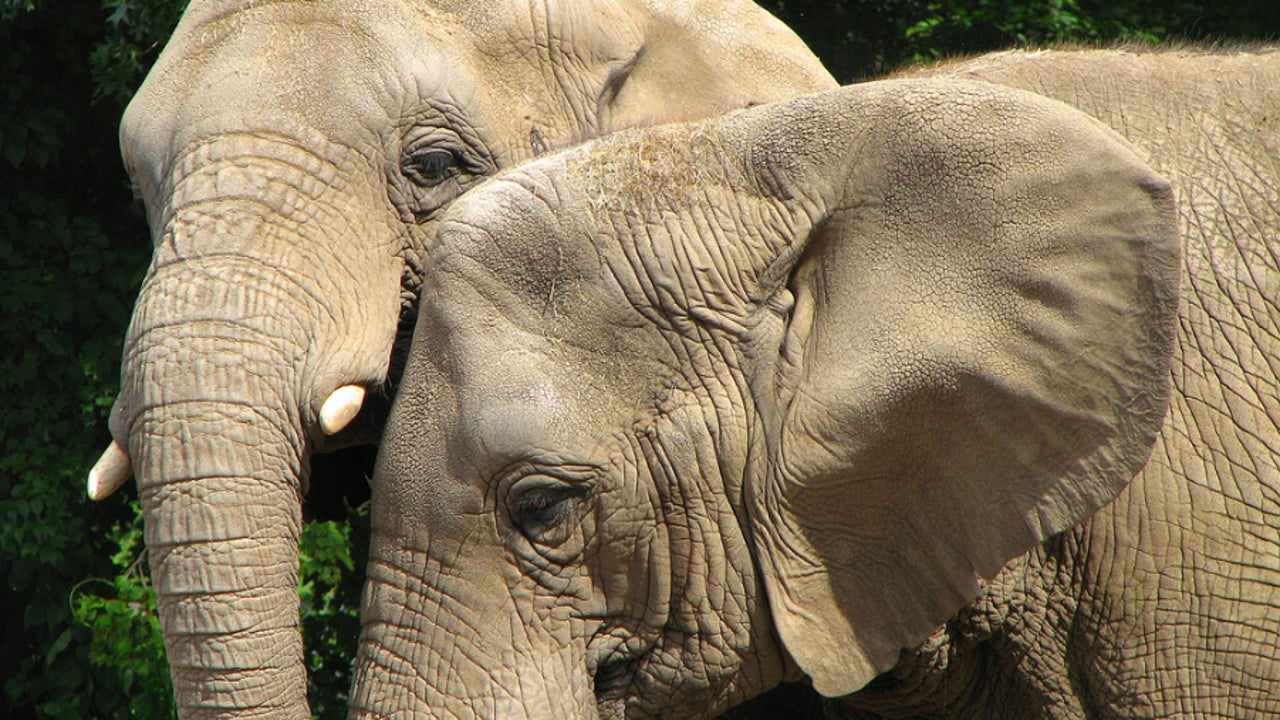 Muere un cazador aplastado por un elefante al que pretendía matar | Onda  Cero Radio
