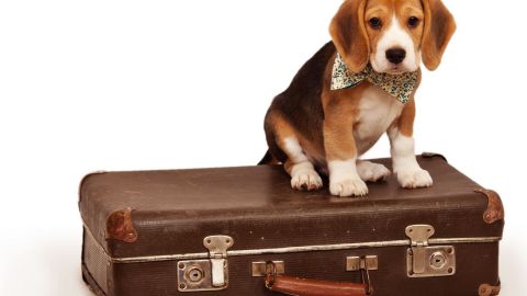 El Brexit Pet que generar&aacute; dificultades para viajar a miles de perros y gatos