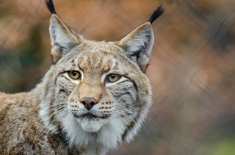 Muere la lince 'Homer' por el estrés sufrido durante desalojo de El Acebuche, Doñana Muere la lince 'Homer' por el estrés sufrido durante desalojo de El Acebuche, Doñana