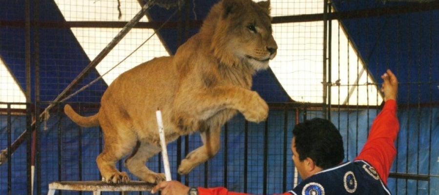 Un león en un circo Un león en un circo