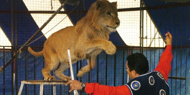 Galicia prohibirá los circos con animales salvajes y obligará a tener licencia para perros peligrosos Galicia prohibirá los circos con animales salvajes y obligará a tener licencia para perros peligrosos