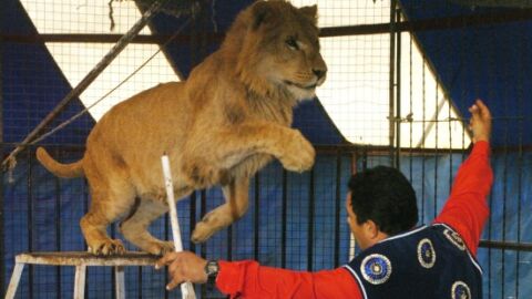 Un le&oacute;n en un circo