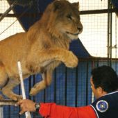 Un león en un circo