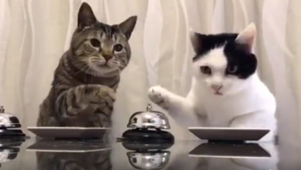La ingeniosa forma con la que dos gatos piden comida