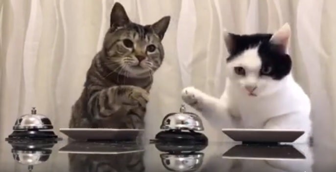 Como el perro y el gato