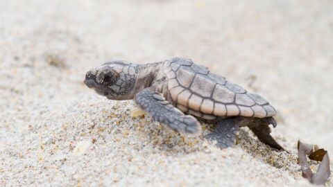 Nuevo metodo para conocer el sexo de las tortugas marinas