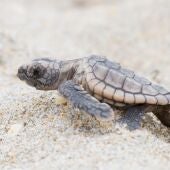Nuevo metodo para conocer el sexo de las tortugas marinas