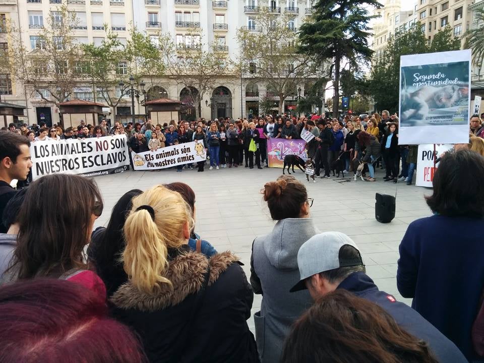 Protectoras de Valencia dan la voz de alarma por el concurso público para la gestión de la perrera Protectoras de Valencia dan la voz de alarma por el concurso público para la gestión de la perrera