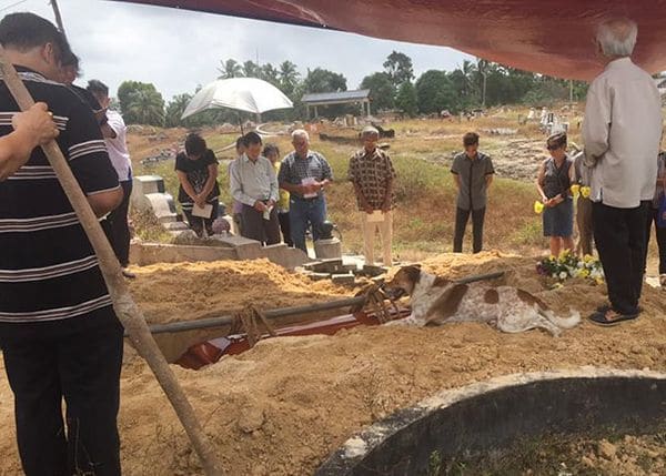 Un perro recorre 3km para despedir a su dueña en el funeral Un perro recorre 3km para despedir a su dueña en el funeral