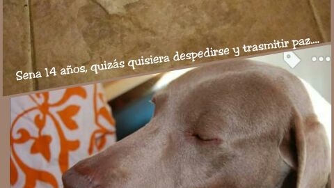 El mensaje que dej&oacute; Sena