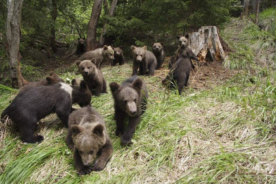 Encuentran muerta a una cría de oso en Somiedo Encuentran muerta a una cría de oso en Somiedo