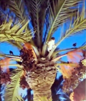 Piden que La Oración del Huerto de Elche procesione sin pájaros atados a su palmera Piden que La Oración del Huerto de Elche procesione sin pájaros atados a su palmera