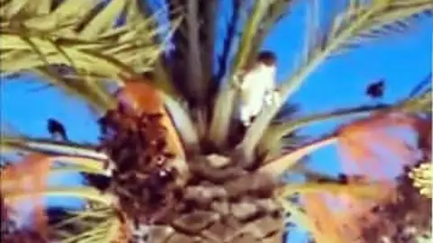 Los pájaros procesionan atados a la palmera del trono de la cofradía de La Oración del Huerto de Elche. Semana Santa Elche